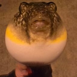 クサフグ
