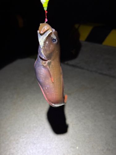 エゾイソアイナメの釣果