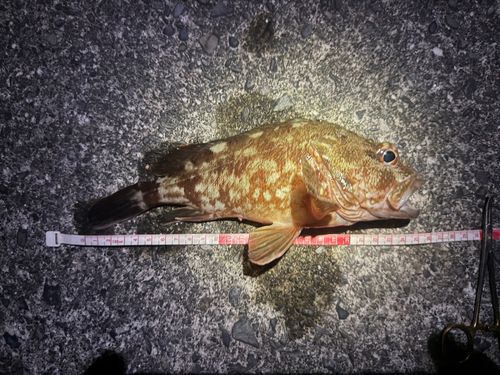 カサゴの釣果