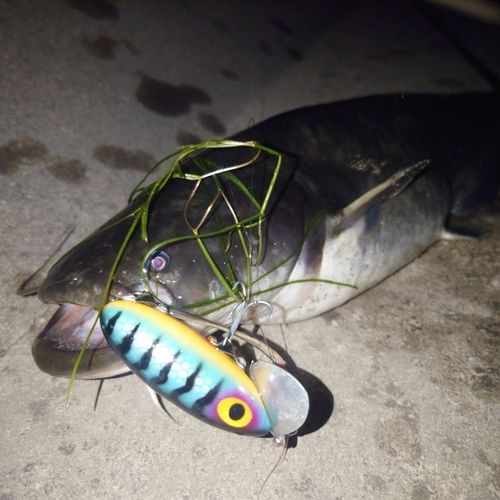 ナマズの釣果