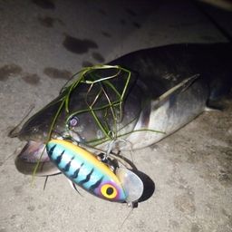 ナマズ