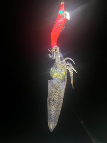 マメイカの釣果
