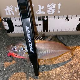 アジ