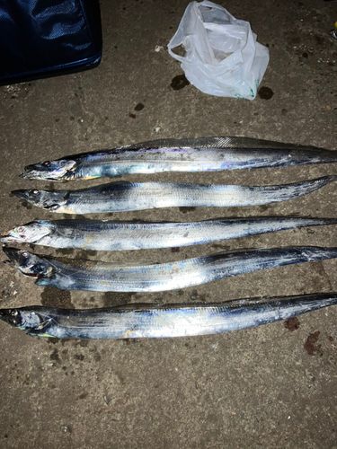 タチウオの釣果