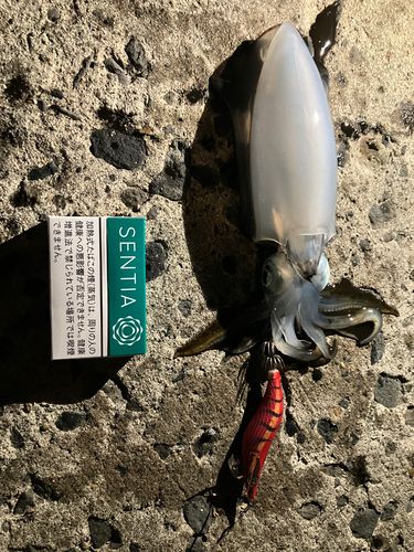 秋田火力発電所前