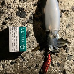 アオリイカ