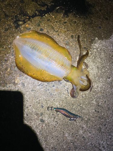 アオリイカの釣果