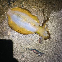 アオリイカ