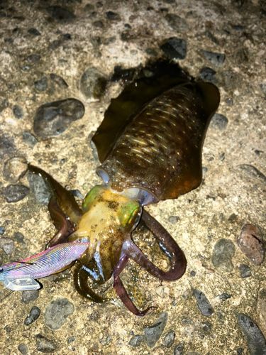 アオリイカの釣果