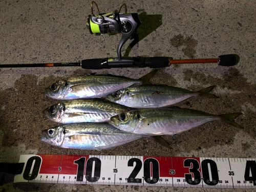 マアジの釣果