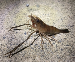 テナガエビの釣果