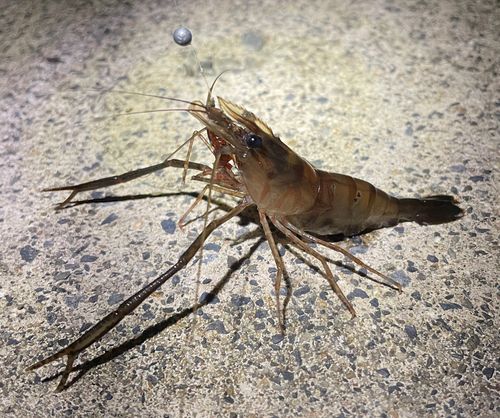 テナガエビの釣果