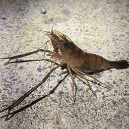 テナガエビ
