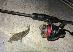 ウロハゼの釣果