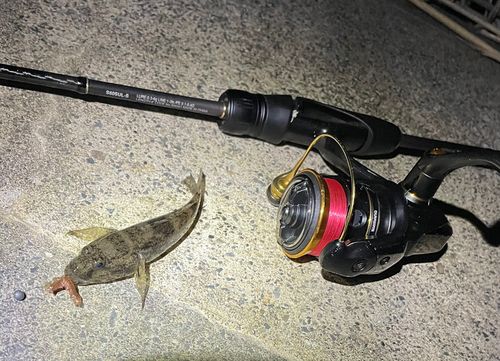 ウロハゼの釣果