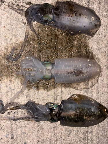 アオリイカの釣果