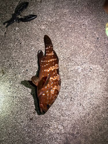キジハタの釣果