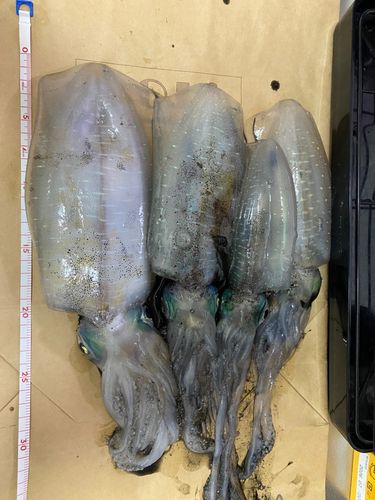 アオリイカの釣果