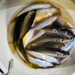 アジ