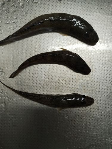 ハゼの釣果