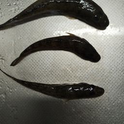 ハゼ