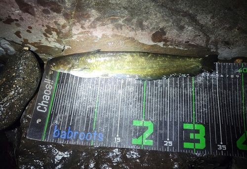 ナマズの釣果