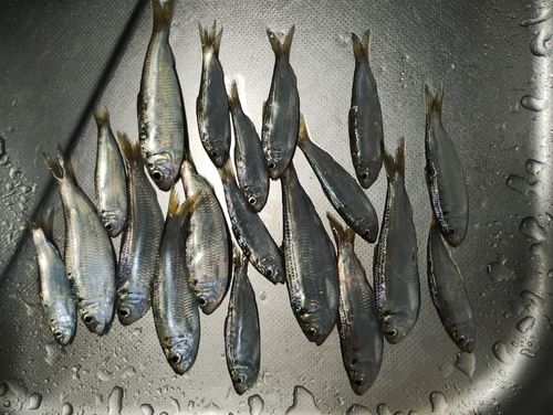 サッパの釣果