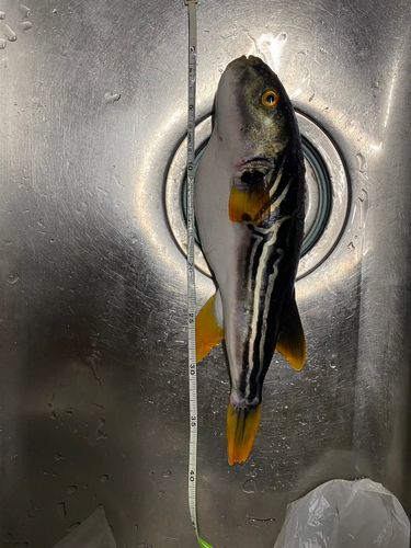 シマフグの釣果