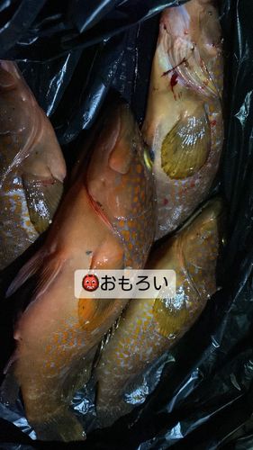 キジハタの釣果