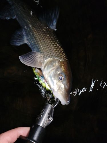 ニゴイの釣果