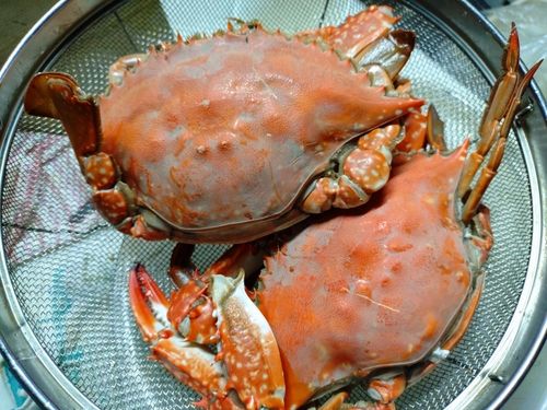ワタリガニの釣果