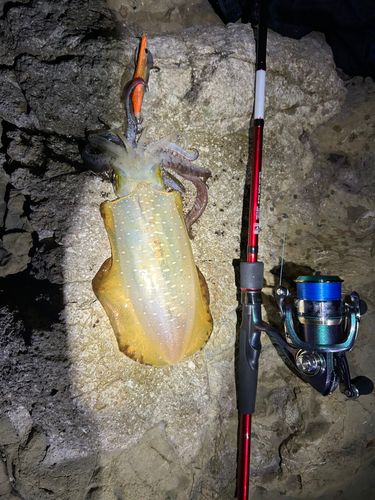 アオリイカの釣果