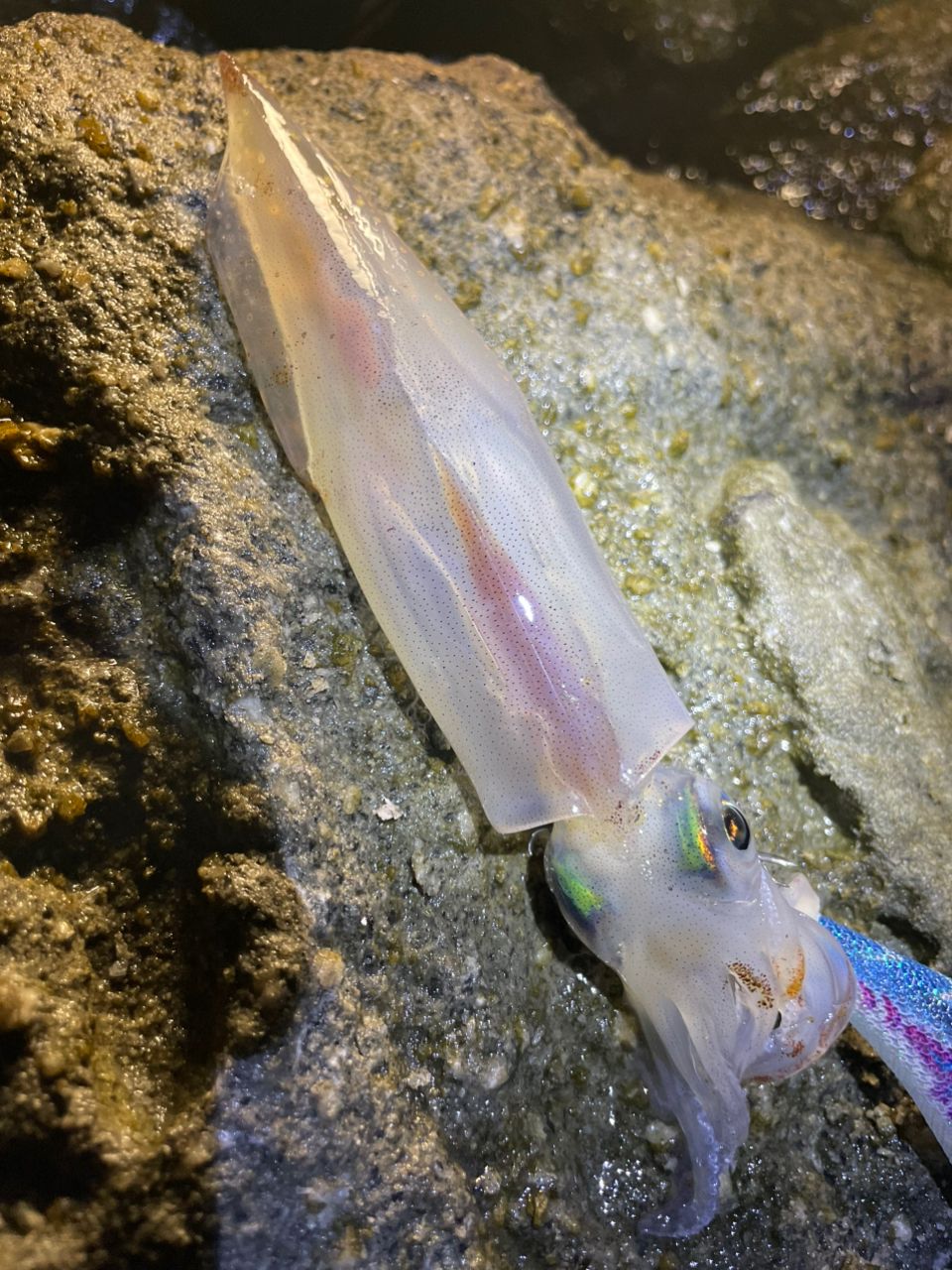 ヤリイカ
