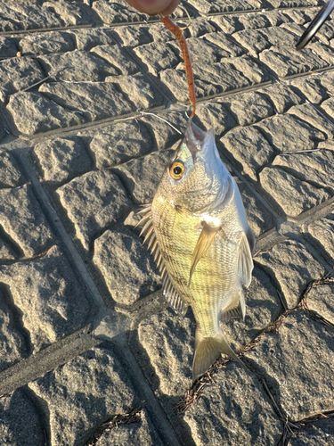 チンチンの釣果