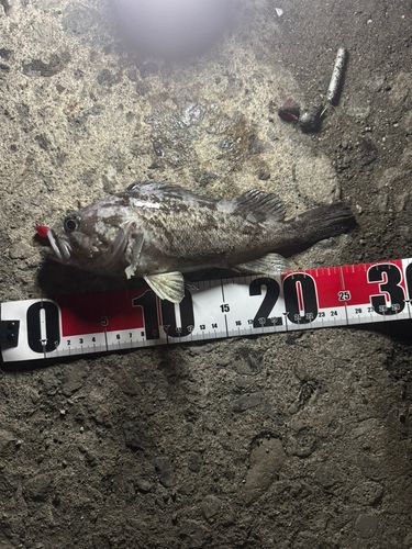 ソイの釣果