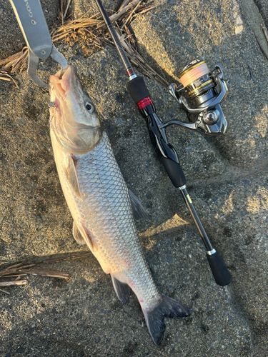 ニゴイの釣果