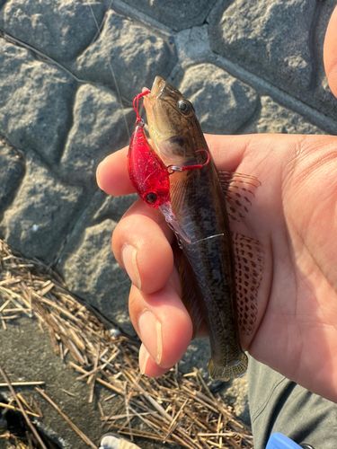 ハゼの釣果
