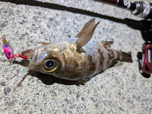 大船渡湾