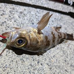 メバル