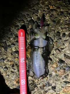 アオリイカの釣果