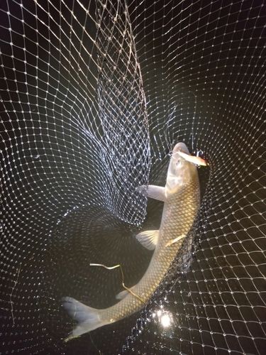 ニゴイの釣果