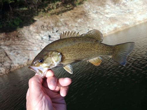 スモールマウスバスの釣果