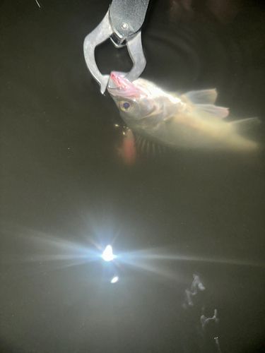 セイゴ（マルスズキ）の釣果