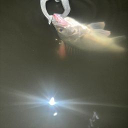 セイゴ（マルスズキ）