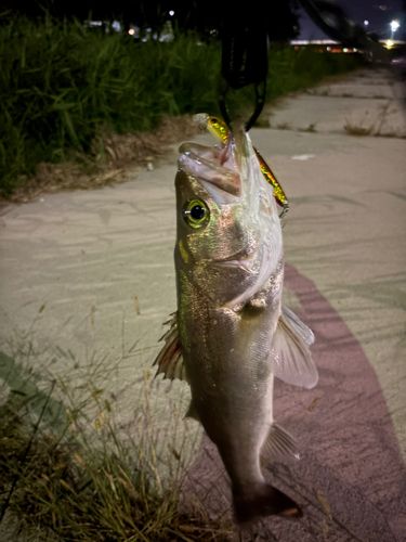 釣果