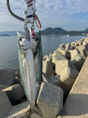 サゴシの釣果