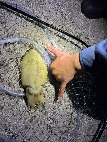 コウイカの釣果
