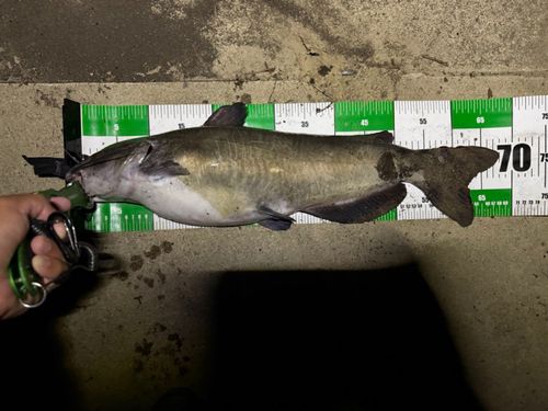 アメリカナマズの釣果