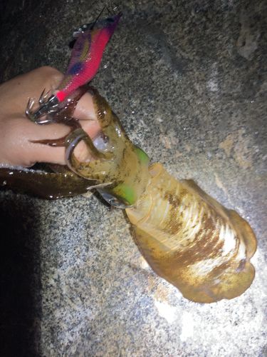 アオリイカの釣果