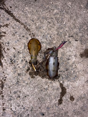 アオリイカの釣果